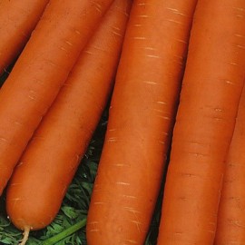 морковь "нанта"